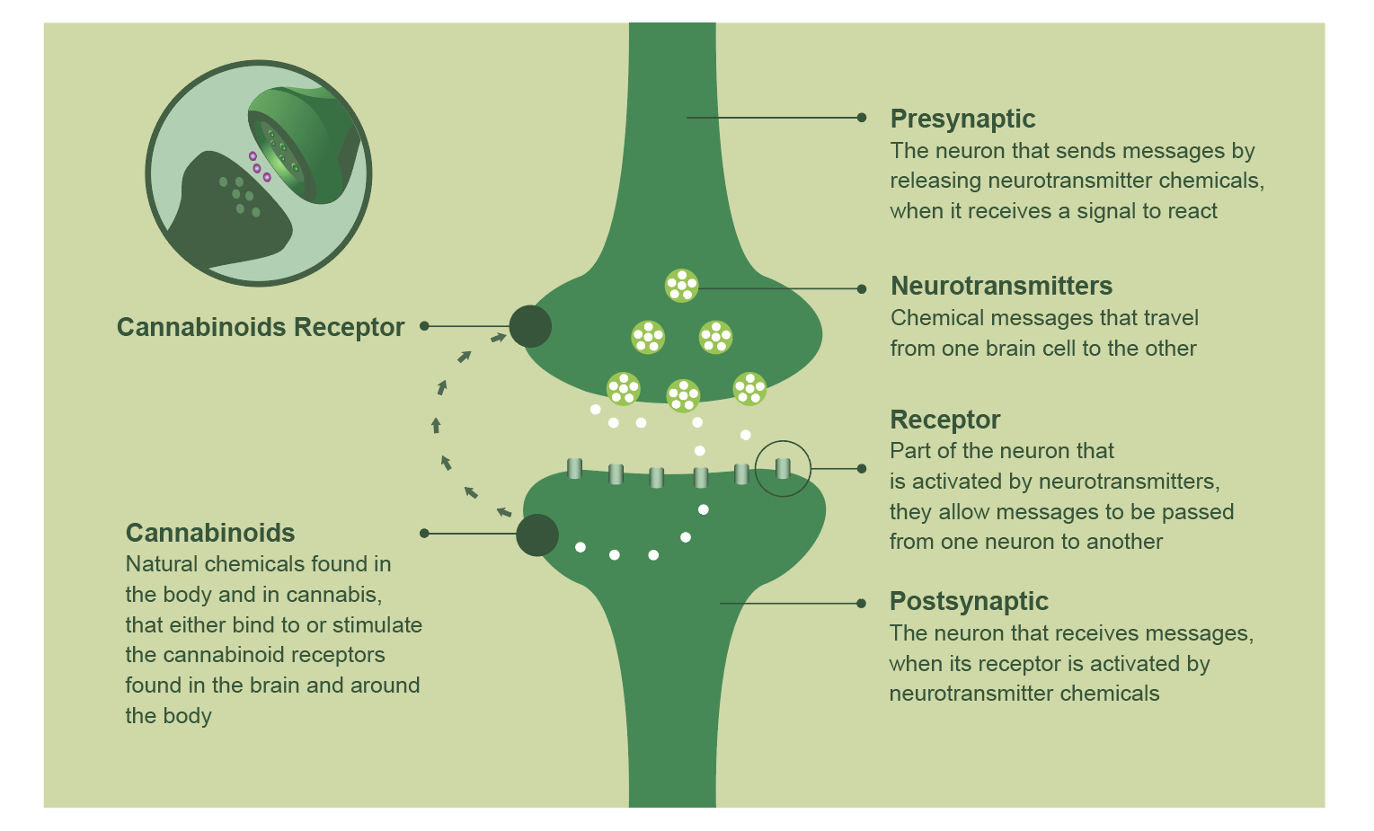 CBD effects